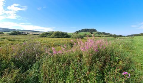 Eine malerische Landschaft mit bunten Wildblumen im Vordergrund. Im Hintergrund sind sanfte Hügel und ein klarer blauer Himmel zu sehen.