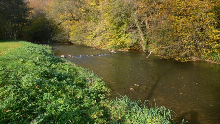 Ein ruhiger Fluss fließt durch eine herbstliche Landschaft. Die Bäume sind in warmen Farben gefärbt, und das Ufer ist von grünen Gräsern und Pflanzen gesäumt.