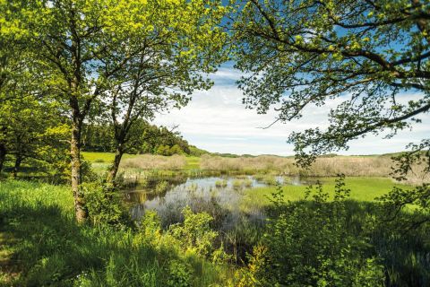 Eine ruhige Landschaft mit Bäumen und einem kleinen Teich. Der Himmel ist teilweise bewölkt und es ist viel grünes Gras zu sehen.