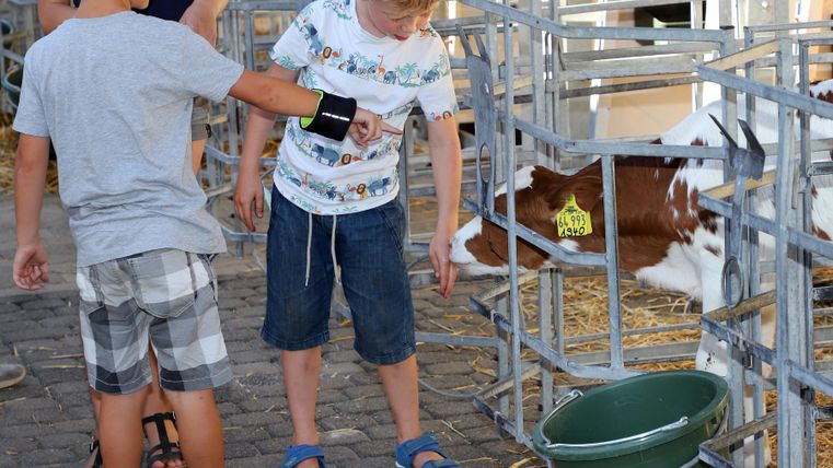 Zwei Kinder stehen in einem Stall und schauen auf ein Kalb. Es gibt Ställe und Futtereimer im Hintergrund.