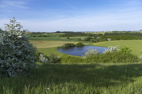 Eine ruhige Landschaft mit grünen Wiesen und einem kleinen Teich. Im Vordergrund blühen Sträucher, und der Himmel ist klar.