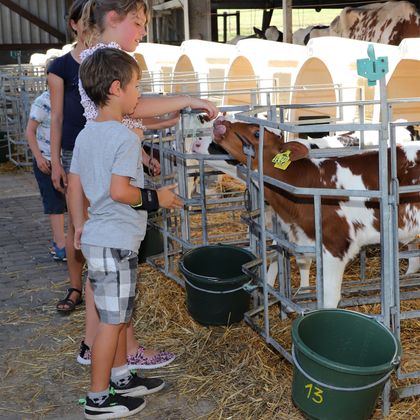 Ein Junge füttert ein Kalb in einem Stall, während ein Mädchen zuschaut. Um sie herum sind weitere Tiere und Eimer.