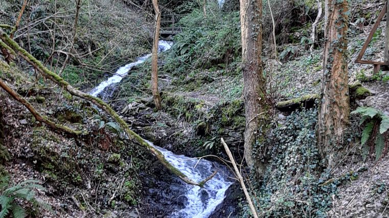 Ein malerischer Wald mit einem kleinen Wasserfall und einem plätschernden Bach. Die Bäume umgeben die Szene und verleihen der Umgebung eine ruhige Atmosphäre.