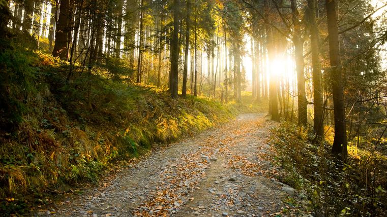 Ein schöner, sonniger Weg durch einen Wald. Die Sonne scheint durch die Bäume und erzeugt eine warme Atmosphäre.