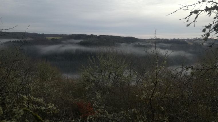 Eine bewaldete Landschaft mit sanften Hügeln und nebligem Hintergrund. Der Himmel ist bewölkt und düster.