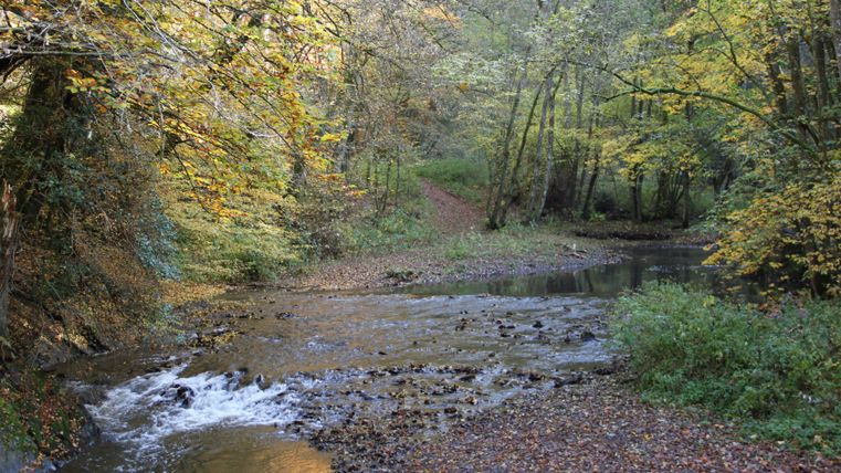 Ein Bach fließt durch einen herbstlichen Wald mit buntem Laub.