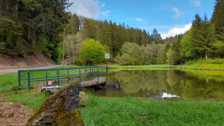 Ein ruhiger Teich umgeben von Bäumen und Wiesen. Eine kleine Brücke führt über das Wasser und die Wolken ziehen am blauen Himmel vorbei.