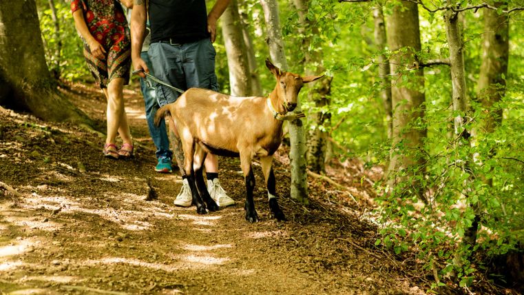 Eine Ziege läuft auf einem Waldweg, begleitet von zwei Personen. Die Umgebung ist grün und naturbelassen.
