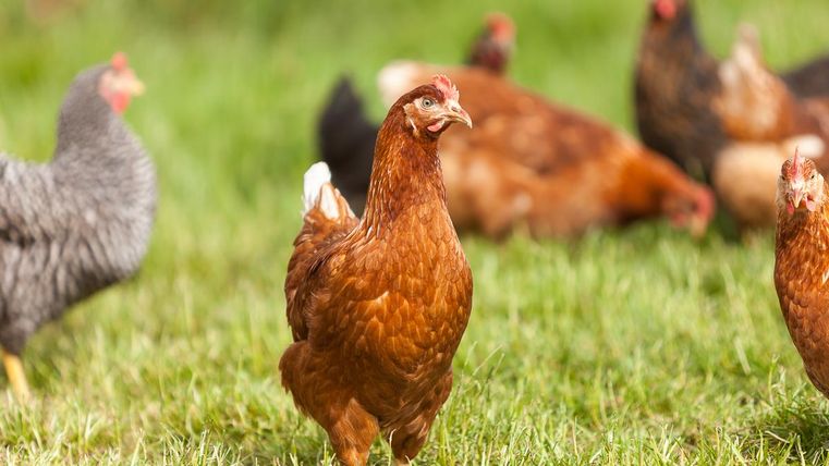 Eine Gruppe von Hühnern auf einer grünen Wiese. Das Bild zeigt verschiedene Hühner in verschiedenen Farben und Größen.