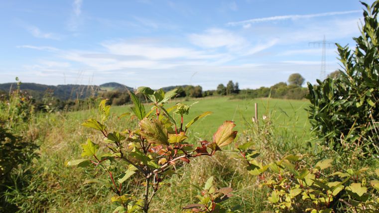 Ein grünes Feld mit sanften Hügeln im Hintergrund unter einem klaren blauen Himmel. Im Vordergrund wachsen einige Sträucher mit bunten Blättern.