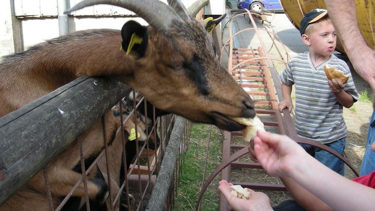 Eine Ziege frisst Futter von der Hand eines Kindes. Im Hintergrund stehen weitere Kinder, die das Geschehen beobachten.