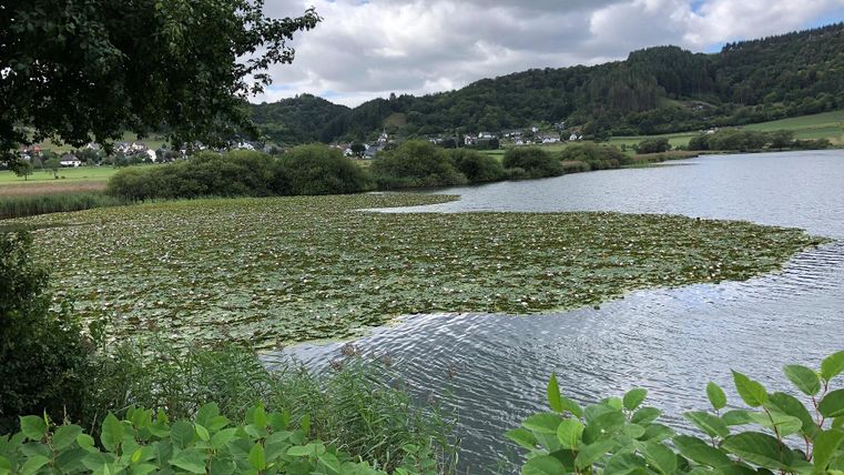 Ein ruhiger See mit Seerosen und sanften Hügeln im Hintergrund. Der Himmel ist bewölkt und die Umgebung wirkt grün und einladend.