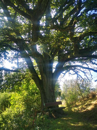 Ein großer Baum mit ausladenden Ästen steht in einer grünen Umgebung. Unter dem Baum befindet sich eine Bank, die zum Verweilen einlädt.