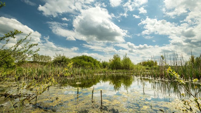 Ein ruhiger Teich mit Schilf und Büschen unter einem bewölkten Himmel.