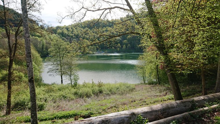 Ein ruhiger See umgeben von grünen Bäumen. Die Landschaft ist friedlich und einladend.