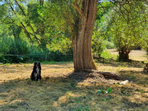 Ein Hund sitzt im Schatten eines großen Baumes auf einer sonnigen Wiese. Um ihn herum sind grüne Pflanzen und die Natur ist friedlich.
