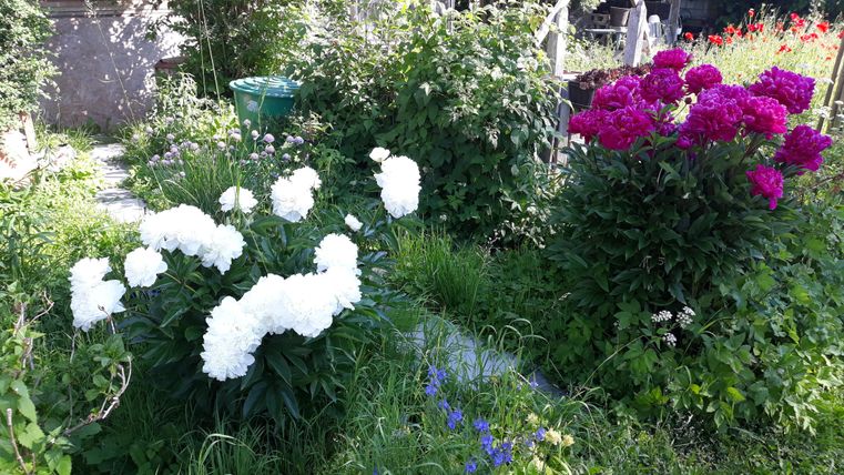 Ein Garten mit bunten Blumen. Weiße Päonien stehen neben leuchtend roten und lila Blumen, umgeben von grünem Gras.
