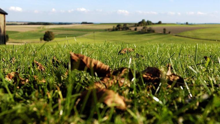 Eine grüne Wiese mit getrockneten Blättern im Vordergrund. Im Hintergrund erstrecken sich sanfte Hügel und ein klarer Himmel.
