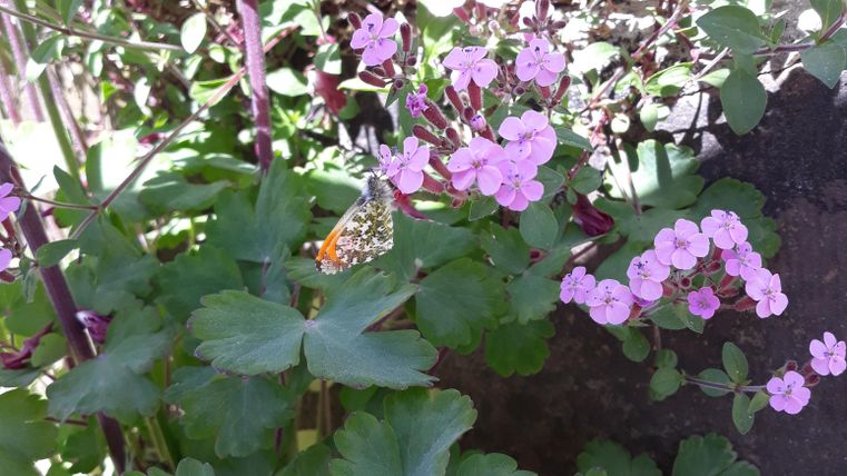 Ein Schmetterling sitzt auf bunten, rosa Blumen in einem grünen Beet. Die Pflanzen umgeben den Schmetterling und verleihen der Szene ein frisches und lebendiges Ambiente.