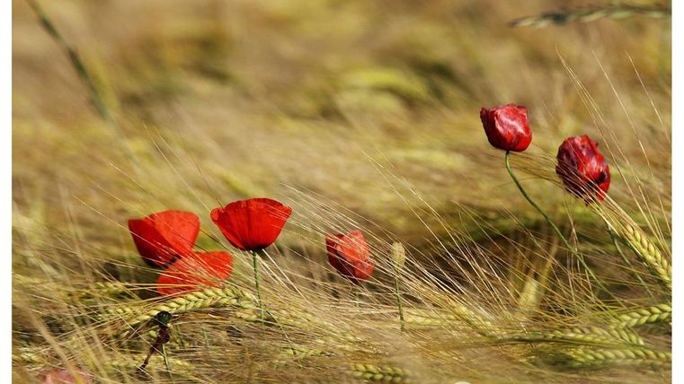 Ein Feld mit goldenen Getreidehalmen und leuchtend roten Mohnblumen. Die Farben schaffen eine harmonische und natürliche Szenerie.