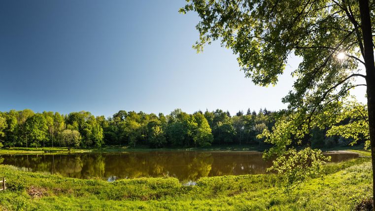 Ein ruhiger See umgeben von üppigem Grün und Bäumen. Der klare Himmel spiegelt sich im Wasser.
