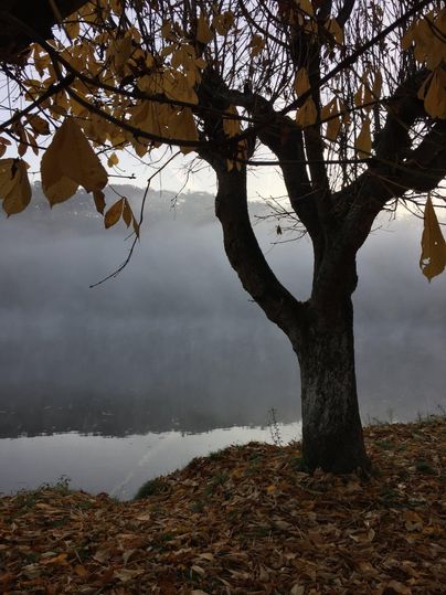 Ein ruhiger See, umgeben von Nebel und herbstlichen Blättern. Ein einzelner Baum steht am Ufer und reflektiert in der Wasseroberfläche.
