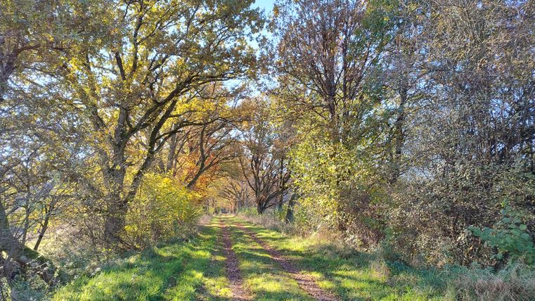 Ein malerischer Weg, umgeben von bunten Bäumen im Herbst. Die Sonne scheint durch die Blätter und schafft eine ruhige Atmosphäre.