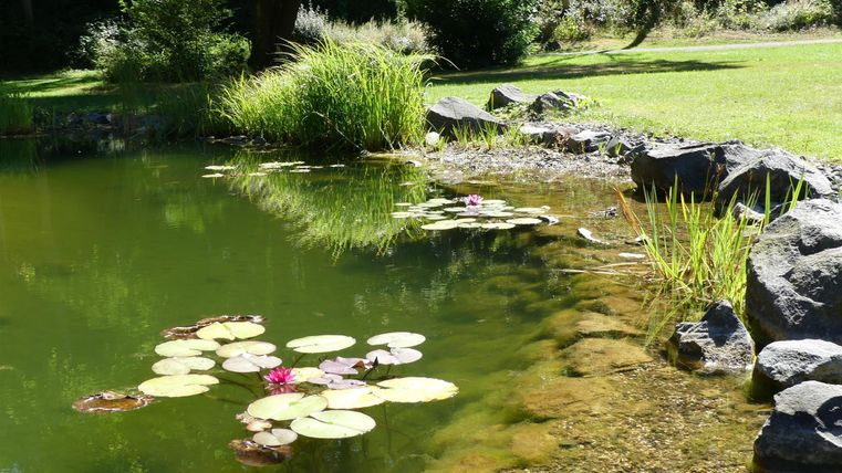 Ein ruhiger Teich mit Seerosen und grünen Pflanzen. Im Hintergrund sieht man üppiges Gras und Bäume.