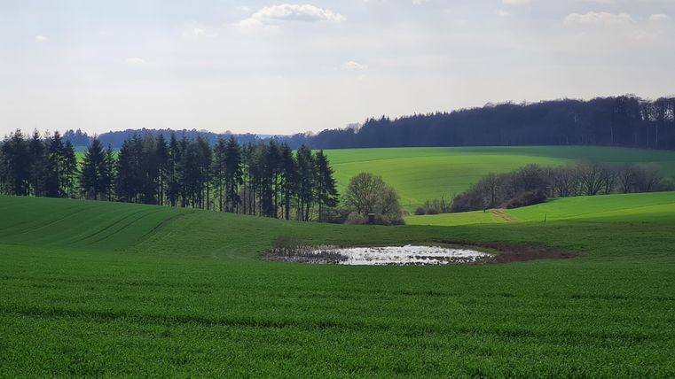 Eine malerische Landschaft mit saftigem, grünem Feld und einem kleinen Teich. Im Hintergrund sind Bäume und sanfte Hügel sichtbar.