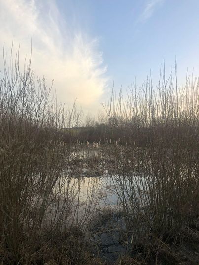 Eine ruhige Landschaft mit schilfigem Wasser und leichten Hügeln im Hintergrund. Der Himmel ist klar mit einigen Wolken.