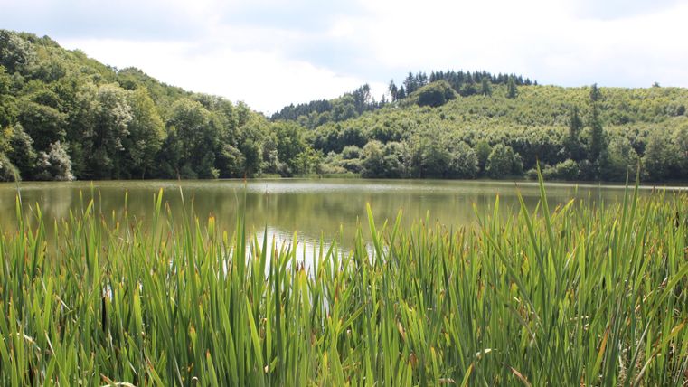 Ein ruhiger See umgeben von grünen Wiesen und Bäumen. Der Himmel ist teilweise bewölkt und spiegelt sich im Wasser.