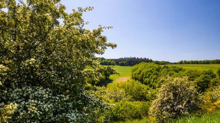 Landschap in Strohn Zwitserland met bloeiende bomen en groene velden onder een blauwe hemel.