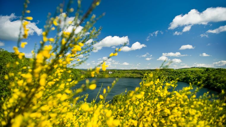 Blick auf das Weinfelder Maar mit gelbem Ginster im Vordergrund und blauem Himmel im Hintergrund.