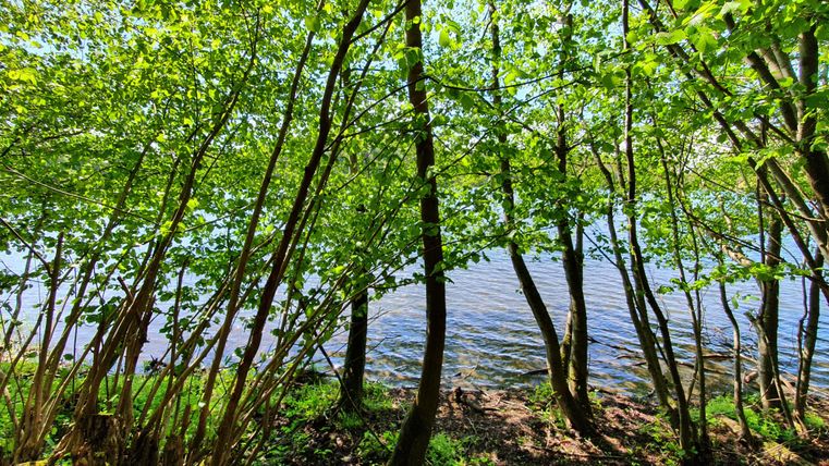 Ein ruhiger Waldrand mit grünen Bäumen umrahmt einen klaren See. Das Wasser spiegelt das Sonnenlicht wider und sorgt für eine friedliche Atmosphäre.