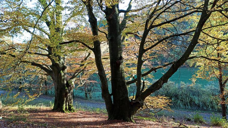 Ein ruhiger Wald mit zwei großen Bäumen und buntem Laub. Die Szene ist von sanften Farben und herbstlicher Atmosphäre geprägt.