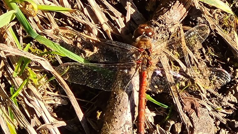 Eine lebendige Libelle liegt auf dem Boden zwischen grünem Gras. Ihre Flügel sind klar und glänzend.