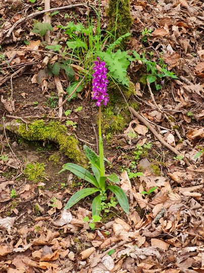 Eine einzelne lila Orchidee wächst im Wald. Umgeben von Laub und grünem Pflanzenwuchs.