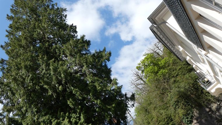Ein großer Baum steht neben einem Gebäude. Der Himmel ist blau mit einigen Wolken.