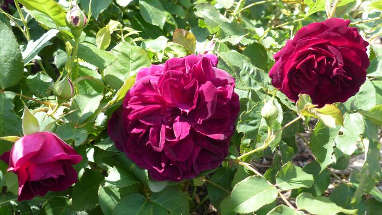 Drei wunderschöne rote Rosen blühen im Garten. Sie sind umgeben von grünem Laub und strahlen in der Sonne.