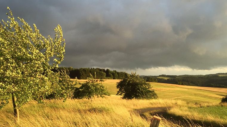Eine ruhige Landschaft mit goldenen Feldern und vereinzelten Bäumen. Der Himmel ist bewölkt, was der Szene eine dramatische Stimmung verleiht.
