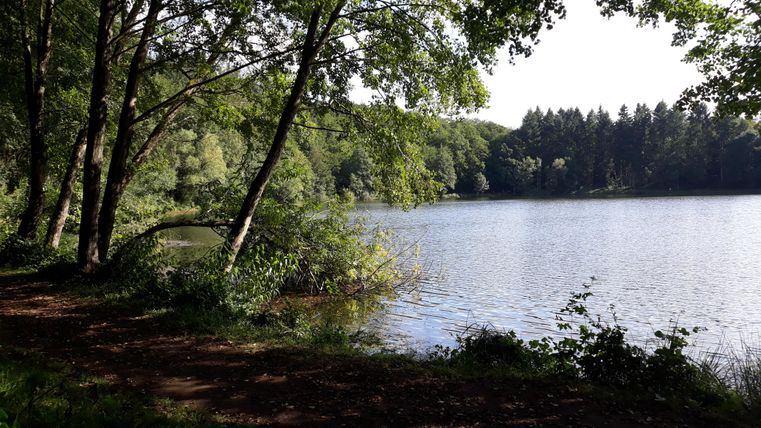 Ein ruhiger See umgeben von grünen Bäumen. Der Weg entlang des Wassers lädt zu einem entspannten Spaziergang ein.