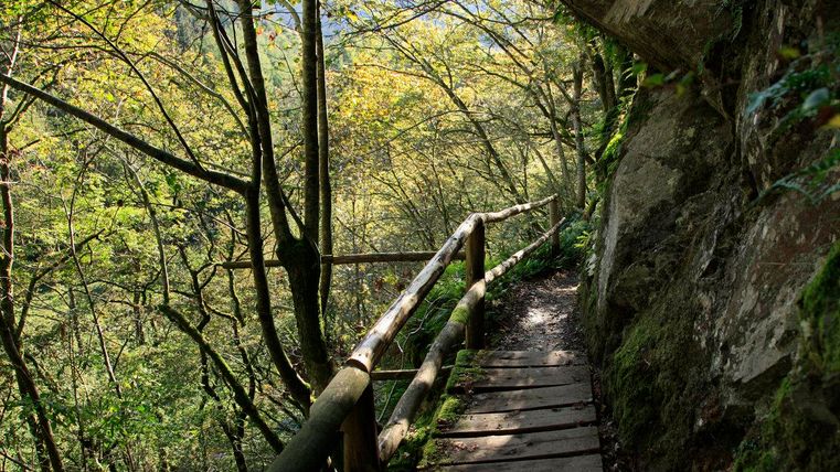 Ein schmaler Holzsteg führt durch einen grünen Wald mit Bäumen und Felsen. Die Sonnenstrahlen scheinen durch das Blätterdach und schaffen eine angenehme Atmosphäre.