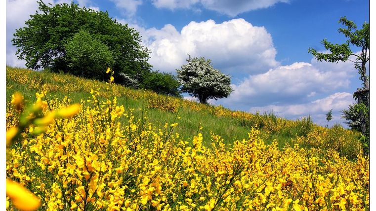 Eine blühende Wiese mit leuchtend gelben Blumen und einem hügeligen Hintergrund. Am Himmel sind einige weiße Wolken zu sehen, umgeben von grünem Laub.