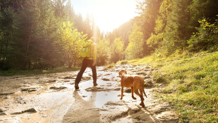 Ein Wanderer mit einem Hund geht entlang eines sonnenbeschienenen Pfades in einem Wald. Die Szene strahlt Ruhe und Naturverbundenheit aus.