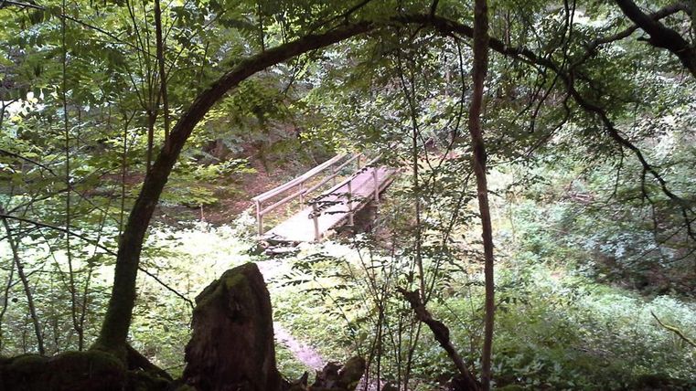 Eine ruhige Waldlandschaft mit viel grünem Laub. Im Hintergrund ist eine kleine Holzbrücke sichtbar.