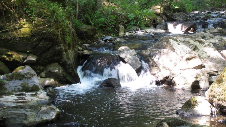 Ein ruhiger Bach fließt über Steine in einem Wald. Die grüne Umgebung und das klare Wasser schaffen eine friedliche Atmosphäre.