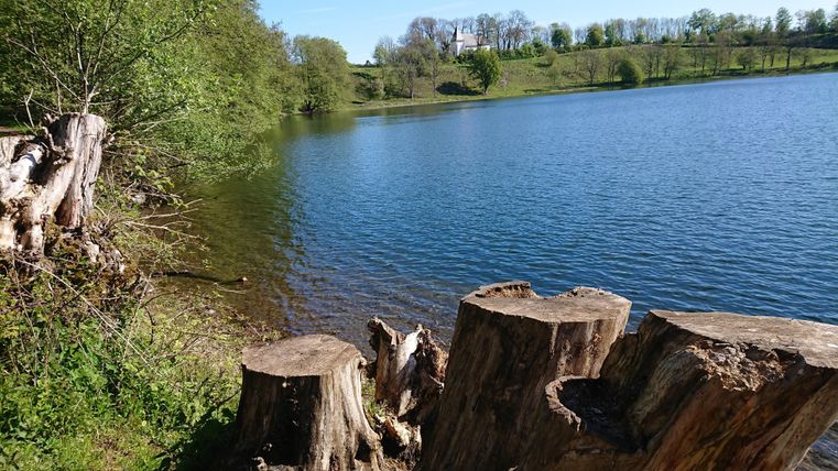 Eine ruhige Seenlandschaft mit Stammreste am Ufer. Das Wasser spiegelt die umgebende grüne Natur wider.