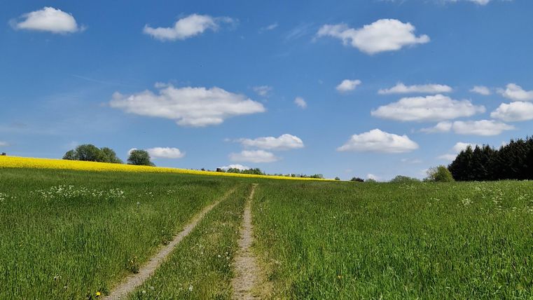 Ein Feldweg führt durch eine grüne Wiese unter einem blauen Himmel mit weißen Wolken. Im Hintergrund sind Bäume und gelbe Blumen sichtbar.
