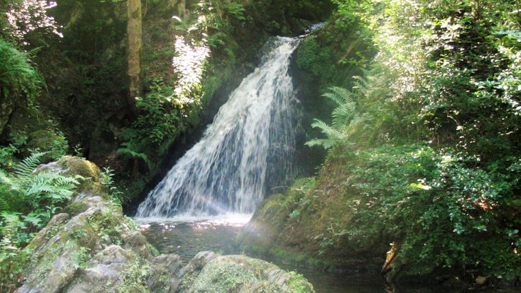 Ein Wasserfall fließt sanft zwischen üppigem Grün. Das Licht scheint durch die Bäume und schafft eine ruhige, natürliche Atmosphäre.