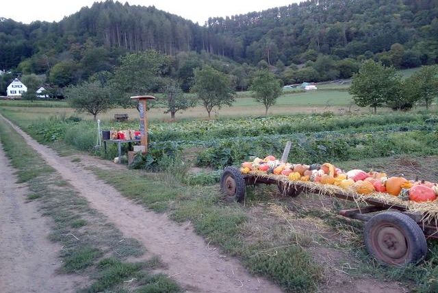 Ein Acker mit verschiedenen Kürbissen auf einem Wagen. Im Hintergrund sind Bäume und Häuser in der Landschaft zu sehen.